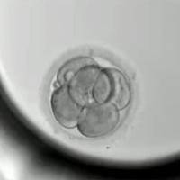 只取一个卵建议养囊吗?取决于个体化评估