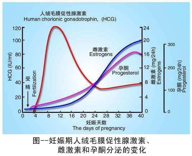 妊娠期HCG、雌激素与孕酮分泌的变化趋势图