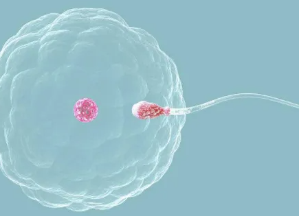 胚胎好坏取决于精子还是卵子1.png