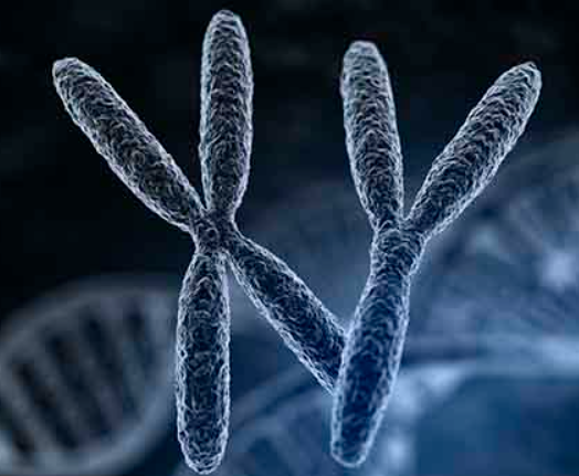 试管胚胎异常可能是遗传