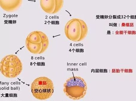 我从促排到移植一步步走过来，32岁终于搞懂了试管的全部流程