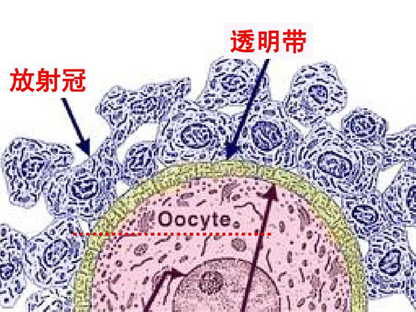 一代试管不能发现卵泡透明带异常