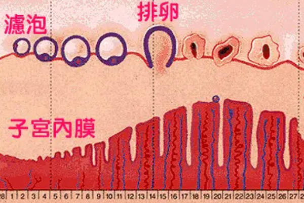 月经周期为28天应该什么时候开始试管周期呢？