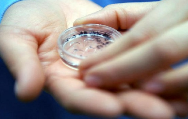 胚胎培养的时间