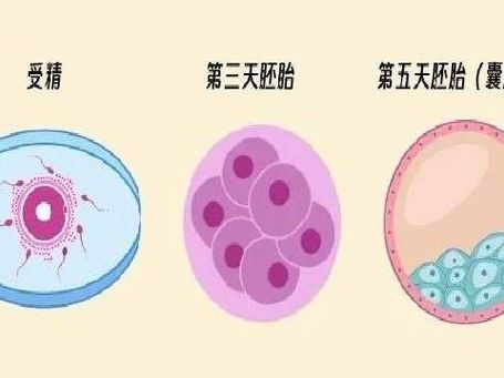 第三代试管最少要几个囊胚移植？2026新颖解读一次说清