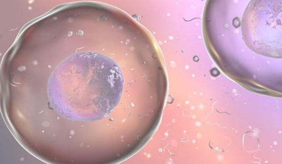 卵泡提前排可能会影响卵子质量