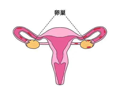 怎么样调理子宫和卵巢,怎样让卵巢和子宫年轻？