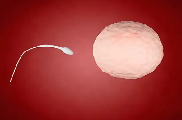 精子质量会影响生育