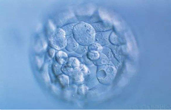 3bc的囊胚质量情况