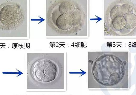 4aa囊胚相当于几级胚胎？2025年辅助生殖政策落地，你的报告单该这样看