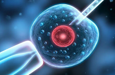 做试管,移植一个胚胎还是两个胚胎成功率高?