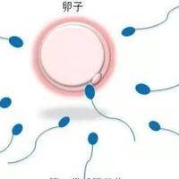做试管婴儿前后注意事项：术前养卵PK术后保胎，哪个更关键？