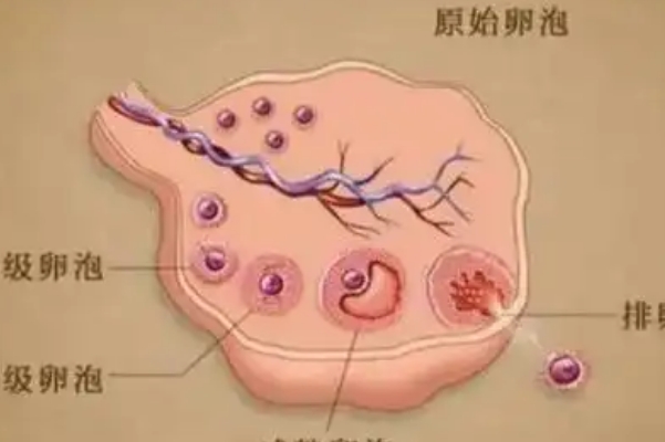 5个基础卵泡可以促排多少个因人而异