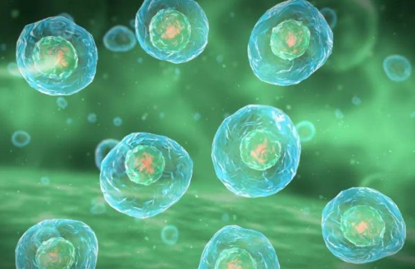 试管胚胎11细胞质量好坏和养囊成功率多少?