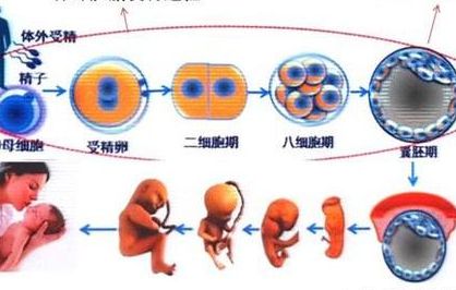 怀试管婴儿几个月可以基本稳定_过了这个阶段才算安全