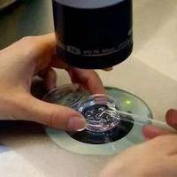 试管婴儿算不算亲生的？我移植三次才成功，说点大实话