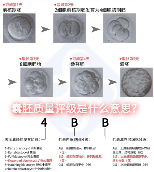 三代试管囊胚级别划分