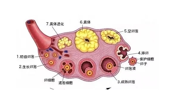 女孩卵泡发育对照表