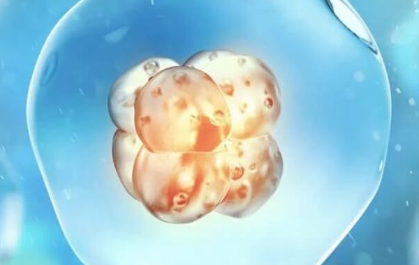 一级胚胎移植的成功率