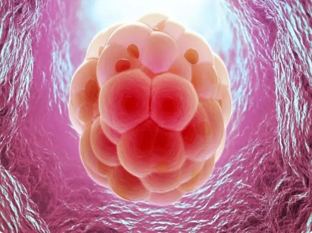 促排卵泡不长可能是药物反应不同影响的