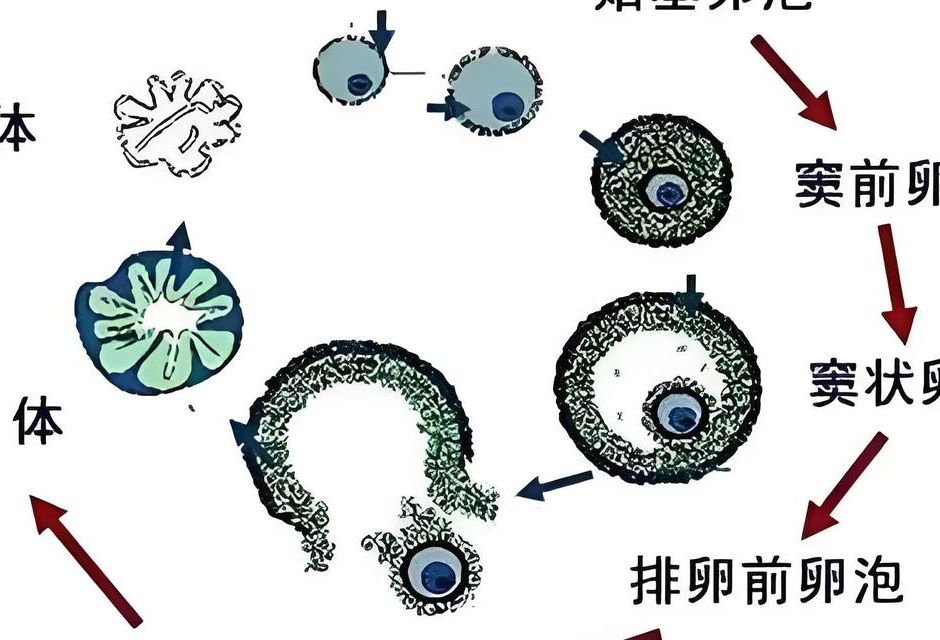 女性没有卵泡是不是可以定为不孕症？先别急着下结论