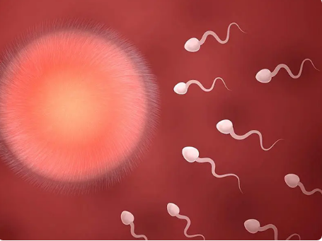 HIV携带者可以在泰国洗精做试管婴儿吗?