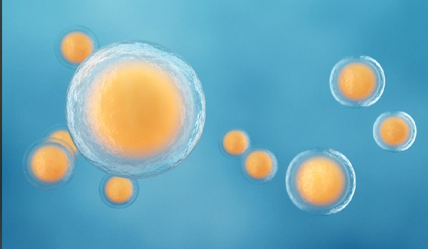 微刺激方案取卵质量通常不错