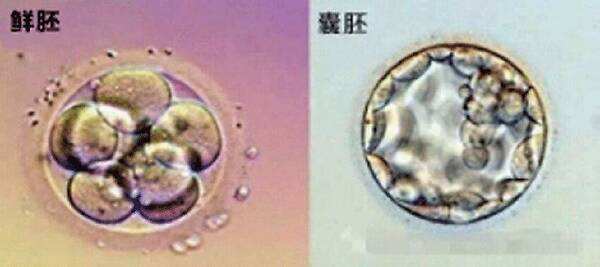 胚胎和囊胚.jpg