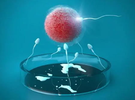 试管移植后打白蛋白的功效与作用分享，促进胚胎着床是其一