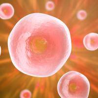 卵泡成熟不排卵是什么原因造成的?科学应对助备孕