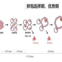 试管3个卵泡怀孕几率大吗？真正决定成败的，不是数量