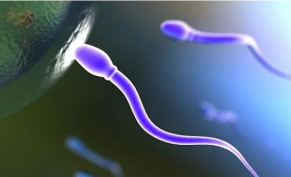 精子前向运动16%自然怀孕卵低