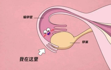 双侧输卵管积液还有救吗，能不能怀孕