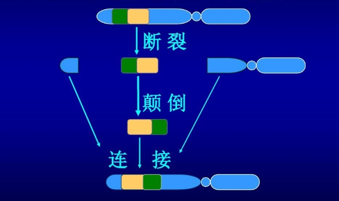 y染色体倒位可以做一代试管