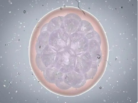 卵子质量会影响胚胎质量