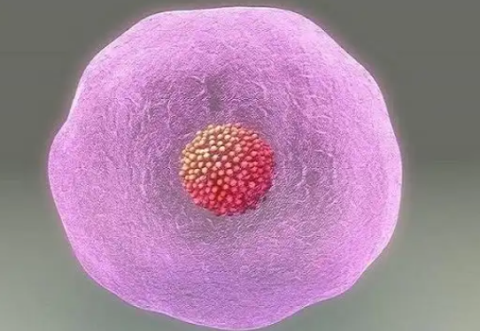 移植后要等待着床时间