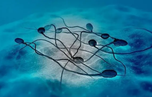 详解采集精子的三种方法
