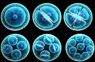 8细胞1级胚胎养囊成功率