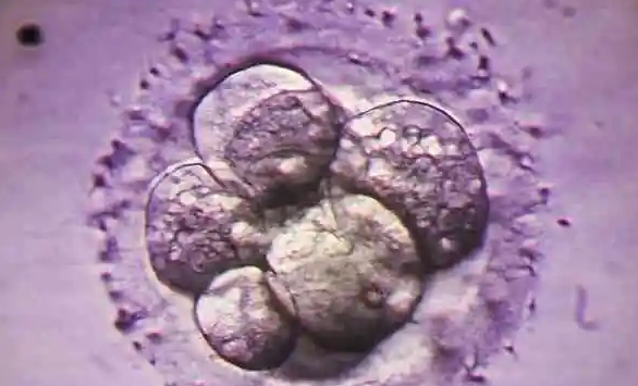 三代试管送检7个囊胚