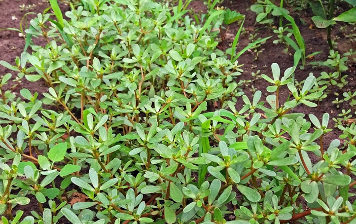 马齿苋富含维生素C