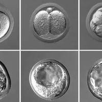 养囊5天发育缓慢被通知?原因解析与应对建议