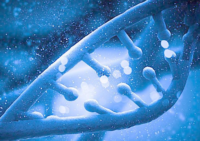 染色体携带者需查基因检测