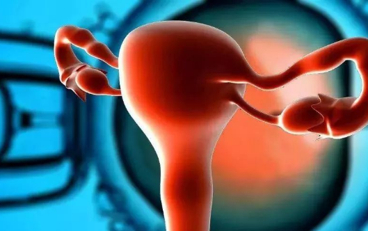 卵泡的数量可以反映女性生育能力