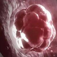 优胚养囊成功率高么?基础优势显著但非100%成功