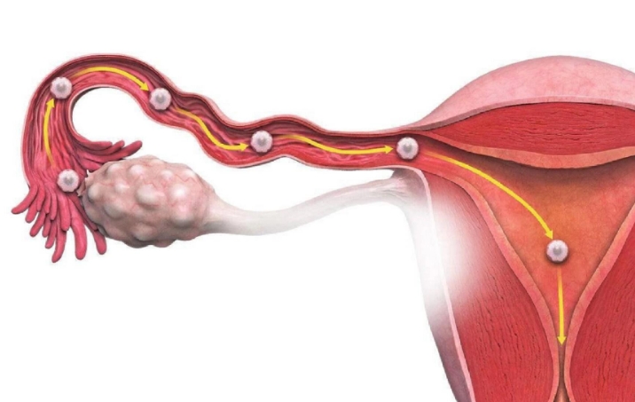 输卵管通而不畅怀孕几率多高 输卵管通而不畅怀孕几率多高