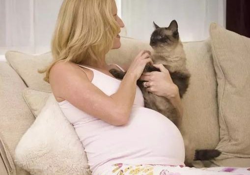 怀孕养猫的要定期孕检