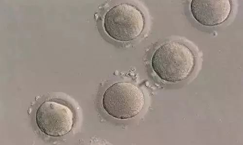 试管婴儿m2卵子质量好不好,取卵后受精前的卵子级别?