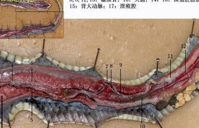 梦见蛇怀孕的几率有多大？4个判断维度让你心里有底