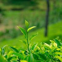 无忧小知识：急性肾功能不全的产生原因