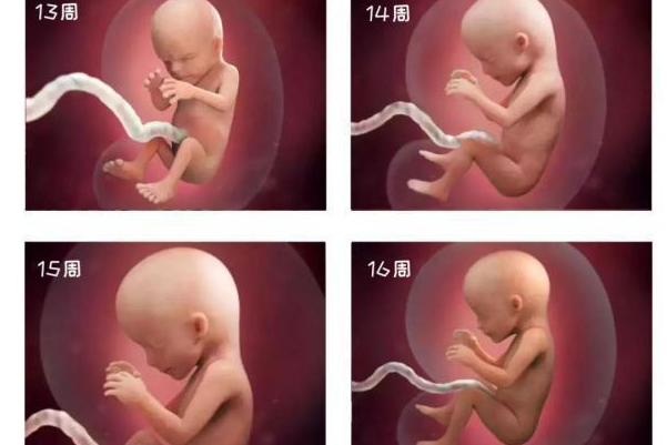 第16周胎儿的听力开始发育